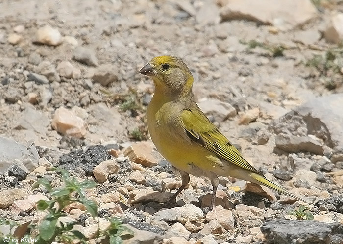   Syrian Serin Serinus syriacus                           , 2008.: .                                